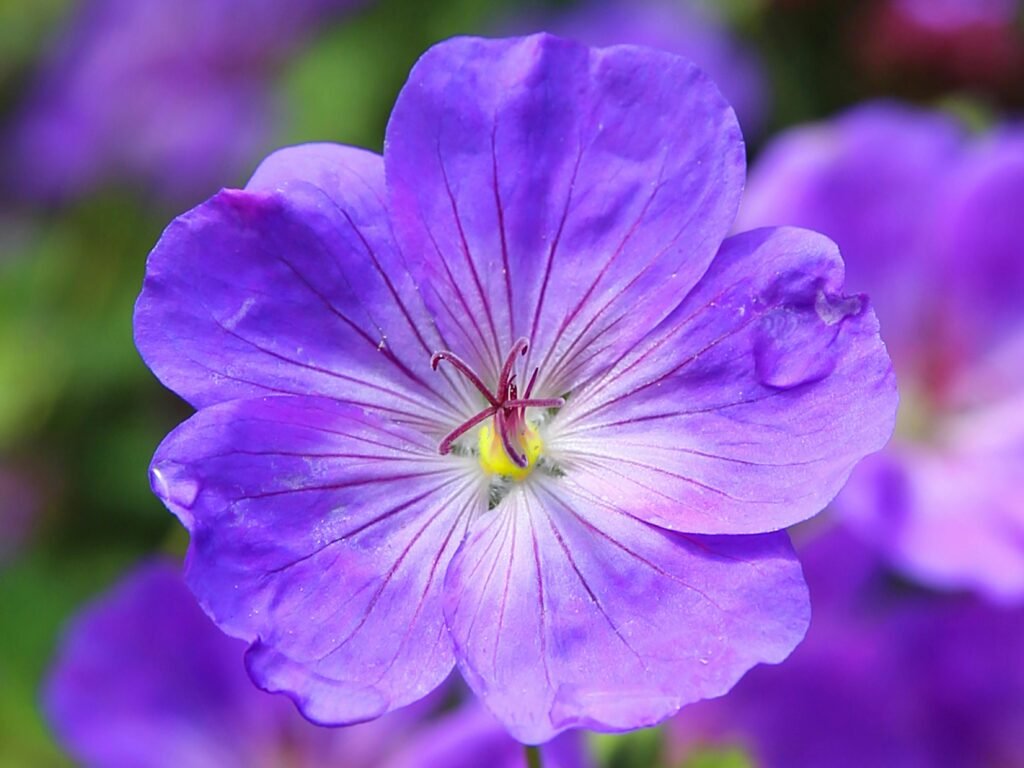 Macro shot of a vivid purple geranium flower in full bloom with delicate petals and stamen.
